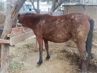 घोड़ी, Kyrgyz Horse — फ़ोटो 1