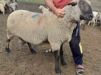 Ram, Hampshire sheep — photo 3