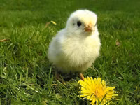 Chickens — 照片 6