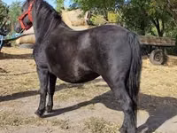 Faras dhaddig, Horses — sawirka 3