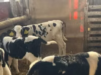 Bull, Russian Black pied cattle — photo 1