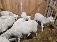 Ram, Merinoland sheep — photo 4