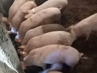 Boar, Pigs — photo 8
