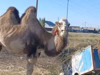 母骆驼, Kazakh Bactrian camel — 照片 1
