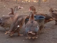 Ducks — sawirka 4