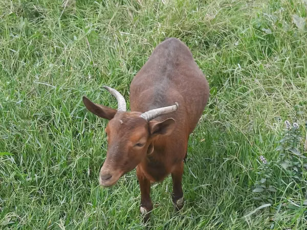 Goat, Murcia-Granada goats