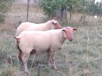 公羊, Rouge de l’Ouest sheep — 照片 2