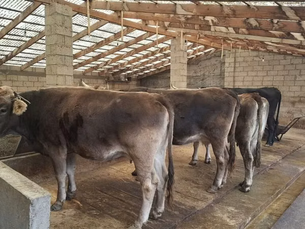 Cow, Holstein breed