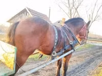 公马, Nonius horse — 照片 8
