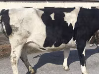 Cow, Russian Black pied cattle — photo 7