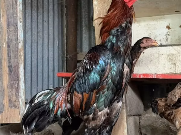 Chickens