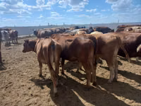Vaca, Vaca de estepa roja — foto 4
