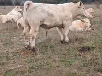 Toro, Charolais cattle — foto 2