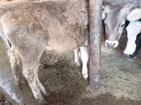 गाय, मवेशी — फ़ोटो 2
