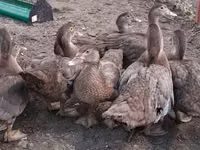 Ducks — sawirka 7