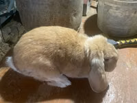 公羊, German Mountain Black sheep — 照片 1