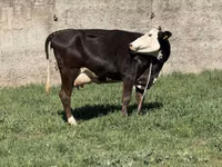 Vaca, Ganado vacuno — foto 5