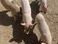 Cerdos (lote, sexo no especificado) — foto 2