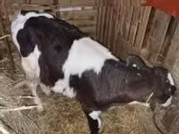 Bulle, Holstein-Rasse — Foto 5