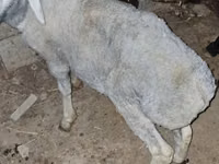 मेढ़ा, भेड़ — फ़ोटो 4