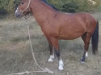 公马, Karabakh horse — 照片 2