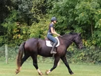 حصان, Percheron — الصورة 8