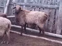 كبش, Edilbay sheep — الصورة 2