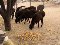 Ram, Sheep — photo 2