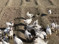 Chickens — 照片 3