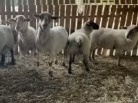 Sheep, Merinoland sheep — photo 3