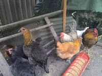 Chickens — फ़ोटो 4
