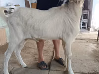 Ri’ lab, Nubian Goat — sawirka 3