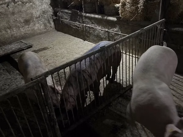 公猪, Pigs