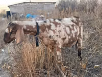 Goat, Nubian Goat — photo 2