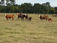 Cow, Braford — photo 8
