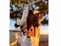 Ri’ lab, Boer goat — sawirka 1