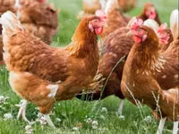 Chickens — फ़ोटो 3