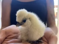 Silkie — picha 6