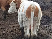 公牛, Simmental cattle — 照片 2