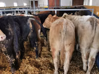 Bulle, Simmental cattle — Foto 2
