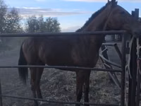 Faras, Thoroughbred horse — sawirka 3