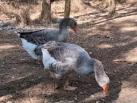 Geese — sawirka 1