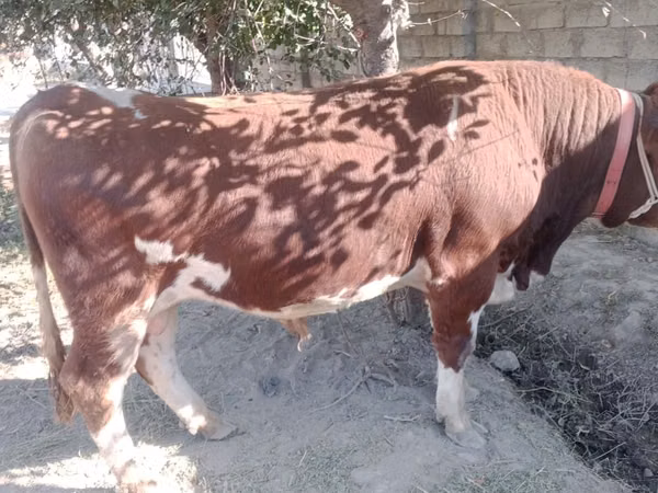 公牛, Simmental cattle
