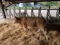 Bull, Blonde d’Aquitane cattle — photo 5