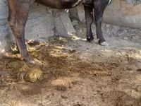 Cow, Alatau breed — photo 1