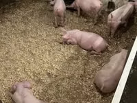 Pigs (batch, sex not specified) — photo 8