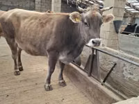 Cow, Swiss cattle — photo 8