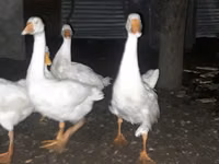 Geese — picha 3