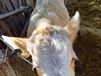 Bull, Simmental cattle — photo 7