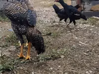 पर्ल ग्रे — फ़ोटो 4